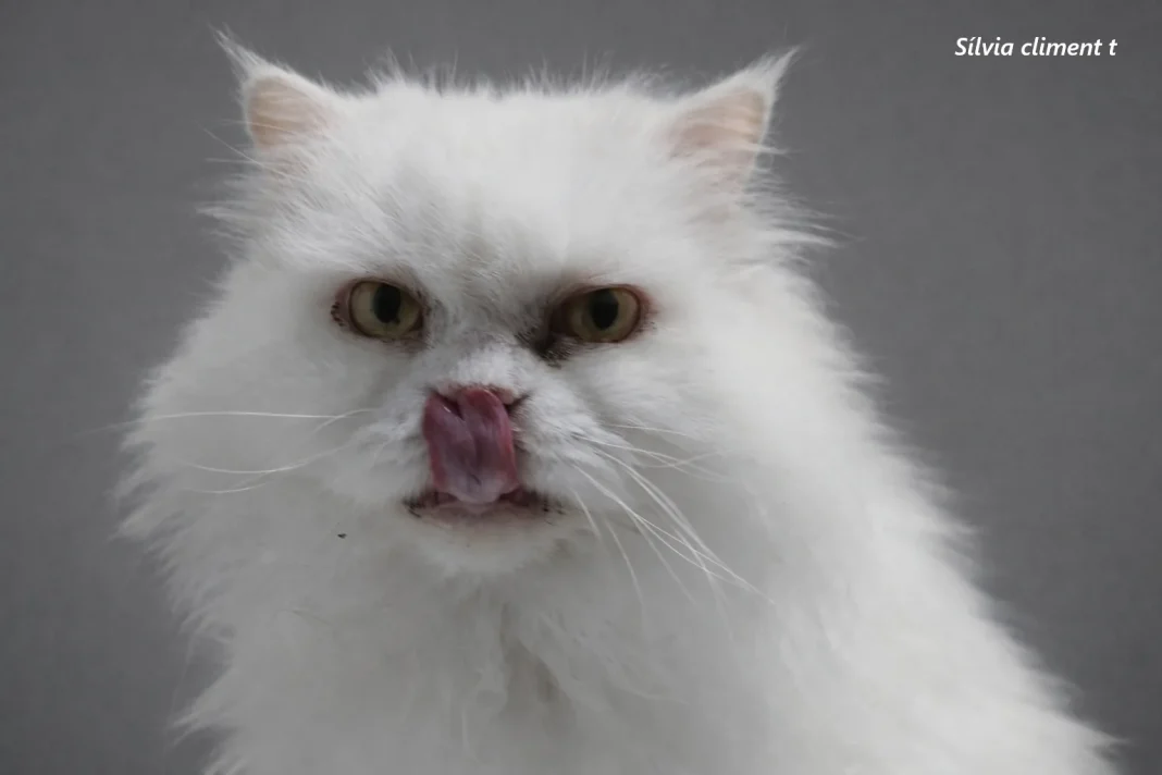 gato